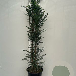 Taxus baccata 100-125 cm 7,5L solitair