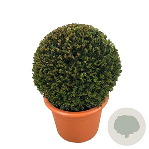 Taxus baccata 60 cm container bol