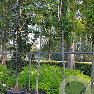 Tilia europaea 'Pallida' 16-18 HO container leiboom