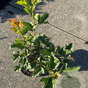 Viburnum opulus 'Compactum' 30-40 cm 3,0L