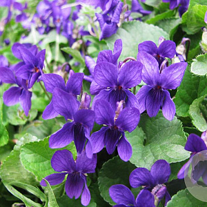 Viola odorata GM P9