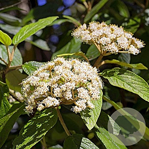 Viburnum rhytidophyllum ' Holland' 150-175 cm container 