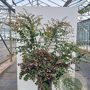 Abelia 'Edward Goucher' 30-40 cm 3,0L