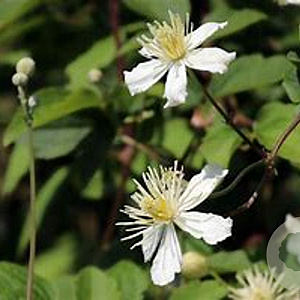 Clematis 'Paul Farges' 80 cm rozenpot 2L