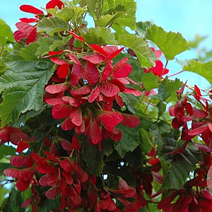 Acer tataricum Hot Wings 6-8 cm 35L BEVEERD