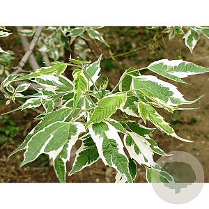 Acer negundo 'Aureomarginatum' 12-14 cm cont. 70L solitair