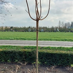 Acer plat. 'Crimson Sentry' 6-8 cm 35L 225 cm stam
