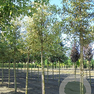 Acer plat. 'Drummondii' 6-8 cm 35L BEVEERD