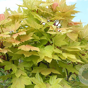 Acer pseud. 'Prinz Handjery' 12-14 cm 40L 225 cm stam