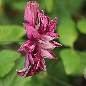 Clematis 'Purpurea Plena Elegans' 80 cm rozenpot 2L