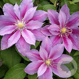 Clematis 'Ragamuffin' 80 cm rozenpot 2L