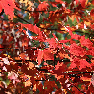 Acer rubrum 'Scanlon' 10-12 HO 35L