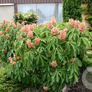 Aesculus pavia 'Rosea Nana' 10-12 cm 35L 200 cm stam