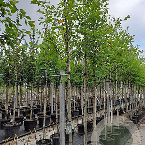 Amelanchier lamarckii 10-12 HO 35L