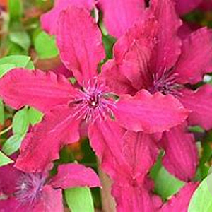Clematis 'Rüütel' 80 cm rozenpot 2L
