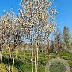 Amelanchier laevis 'Snowflakes' 10-12 HO 35L