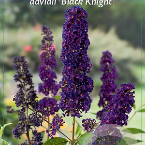 Buddleja d. 'Black Knight' 30-40 cm 2,0L