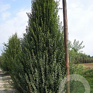 Carpinus bet. 'Bonanomi' 10-12 cm 35L beveerd 