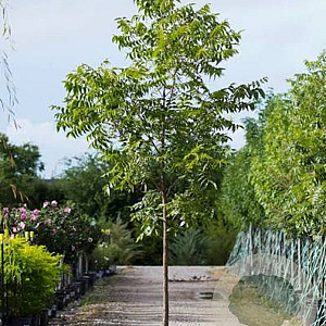 Carya illinoin. 'Mohawk' 10-12 cm 45L