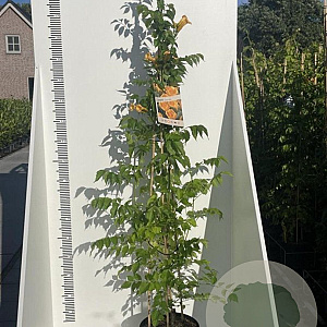 Campsis rad. 'Flava' 175-200 cm 7,5L