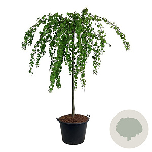Cercidiphyllum j. 'Pendulum' 6-8 cm 25L beveerd 