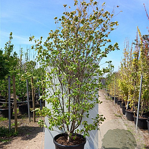 Cornus 'Norman Hadden' 250-300 cm cont. 70L solitair