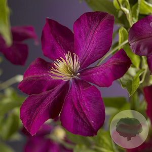 Clematis 'Voluceau' 80 cm rozenpot 2L