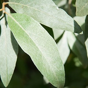 Elaeagnus commutata 'Zempin' 8-10 cm 45L