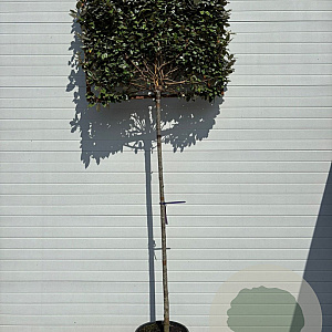 Elaeagnus ebbingei 10-12 HO container 180 cm stam leiboom
