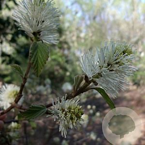 Fothergilla major 30-40 cm 3,0L
