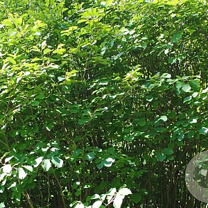 Fothergilla major 30-40 cm 3,0L