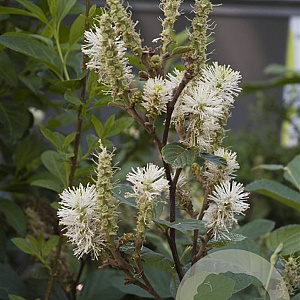Fothergilla major 30-40 cm 3,0L