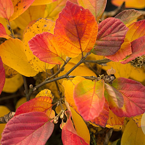 Fothergilla major 30-40 cm 3,0L