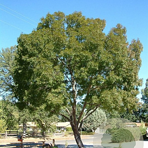 Fraxinus ang. 'Raywood' 10-12 cm 40L
