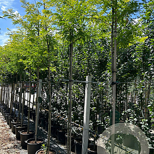 Gleditsia triac. 'Sunburst' 8-10 cm 35L