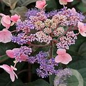 Hydrangea asp. Hot Chocolate 60-80 cm 30L