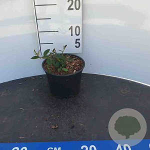 Cotoneaster lacteus 150-175 cm 7,5L
