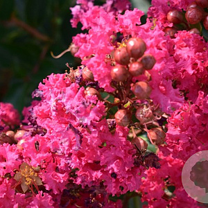 Lagerstroemia 'Tuscarora' 6-8 cm 45L