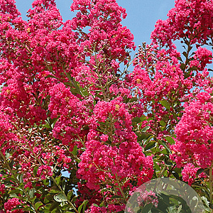 Lagerstroemia 'Tuskegee' 14-16 cm cont. 70L