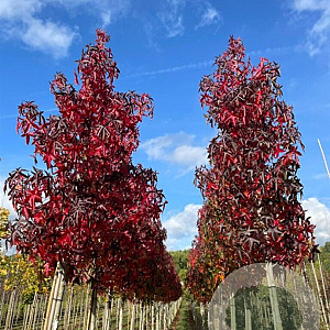 Liquidambar s. 'Fame4ever' 12-14 HO 35L