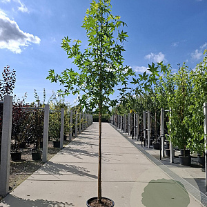Liquidambar s. 'Worplesdon' 10-12 HO 35L