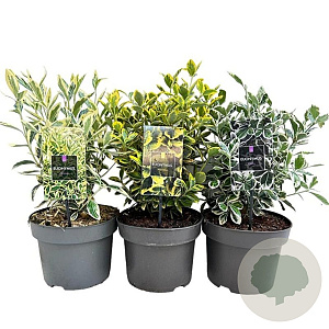 Euonymus Gemengd 30-40 cm 5,0L