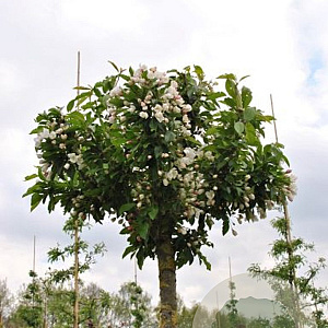 Malus 'Adirondack' 10-12 cm 35L 225 cm stam