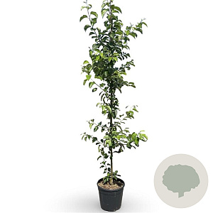 Malus 'Evereste' 200-250 cm 18L