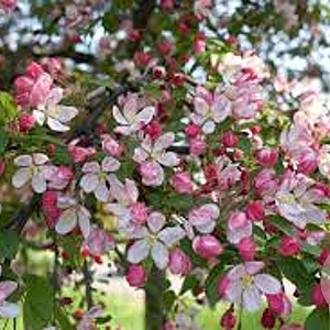 Malus floribunda 200-250 cm 35L meerstammig solitair