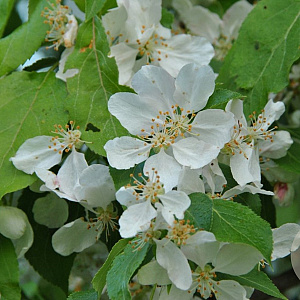 Malus 'Red Jade' 10-12 cm 35L 225 cm stam
