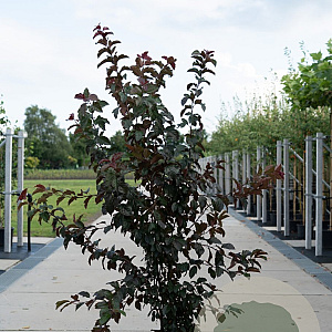 Malus toringo 'Scarlett' 175-200 cm 35L solitair meerstammig