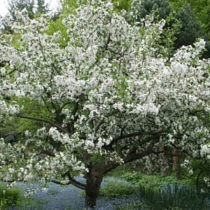 Malus toringo 'Tina' 12-14 cm 35L 200 cm stam