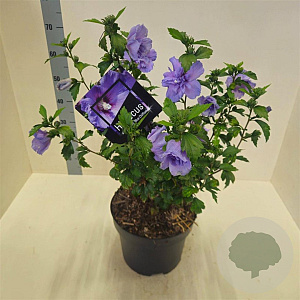 Hibiscus syr. Blue Chiffon 60-80 cm 10L