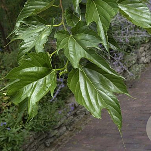 Morus alba 'Macrophylla' 10-12 cm 25L 225 cm stam